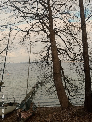 tree on the lake
