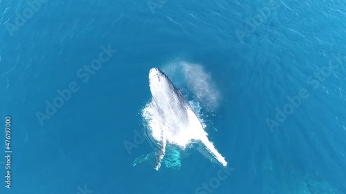 A Humpback whale calf breaching.