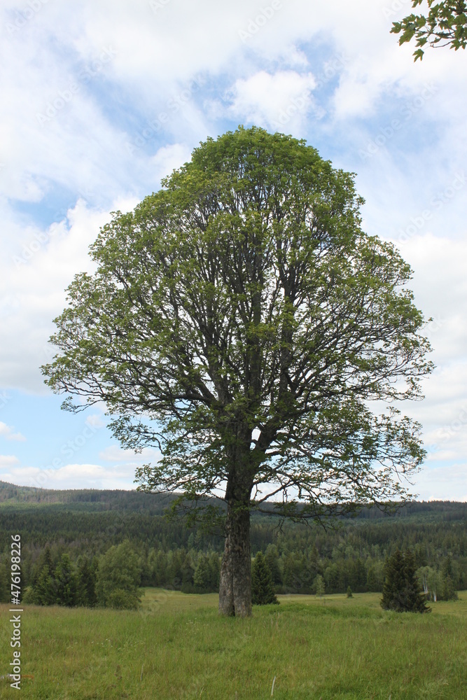 Obraz premium old tree in the middle of a mountain meadow