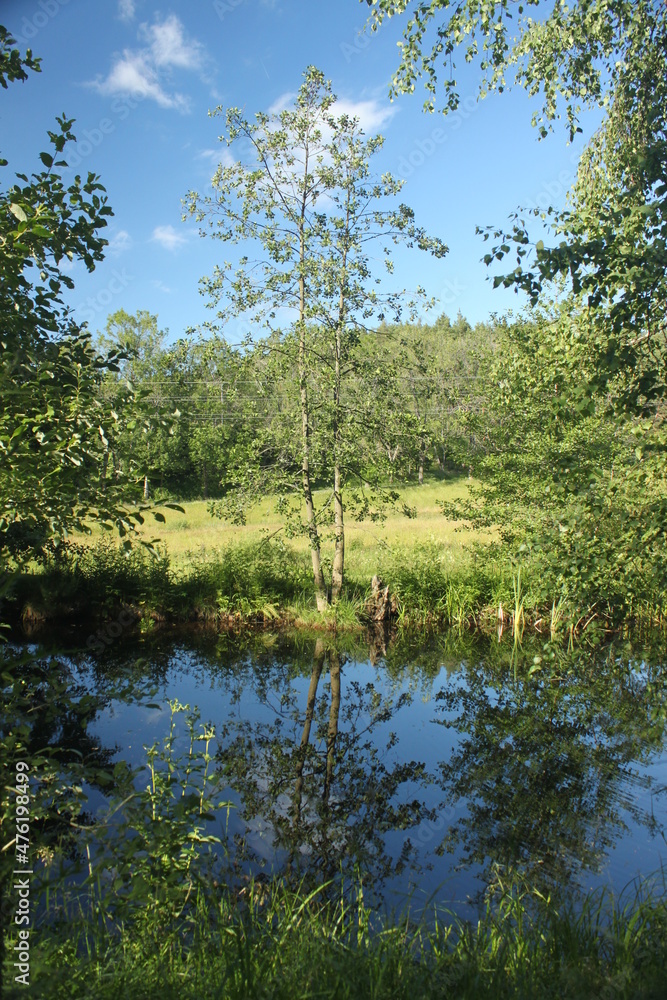 blue pond in the middle of the forest, meadow, blue sky and birches on the shore