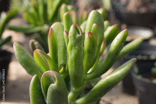 Close-up of green succulent plant with a blurred background. Macro shot of succulent foliage, flower leaves. photo