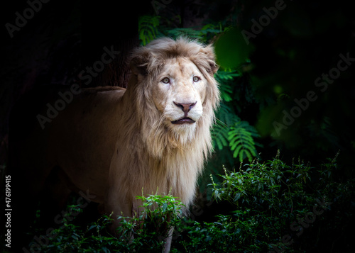 white lion resting in the natural forest