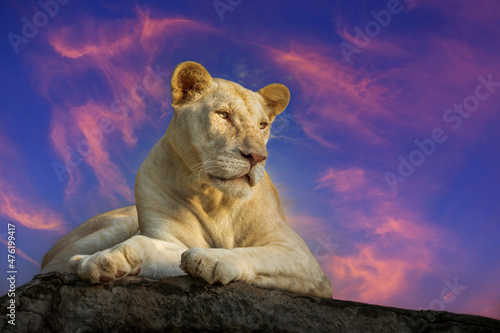 white female lion resting on a rock