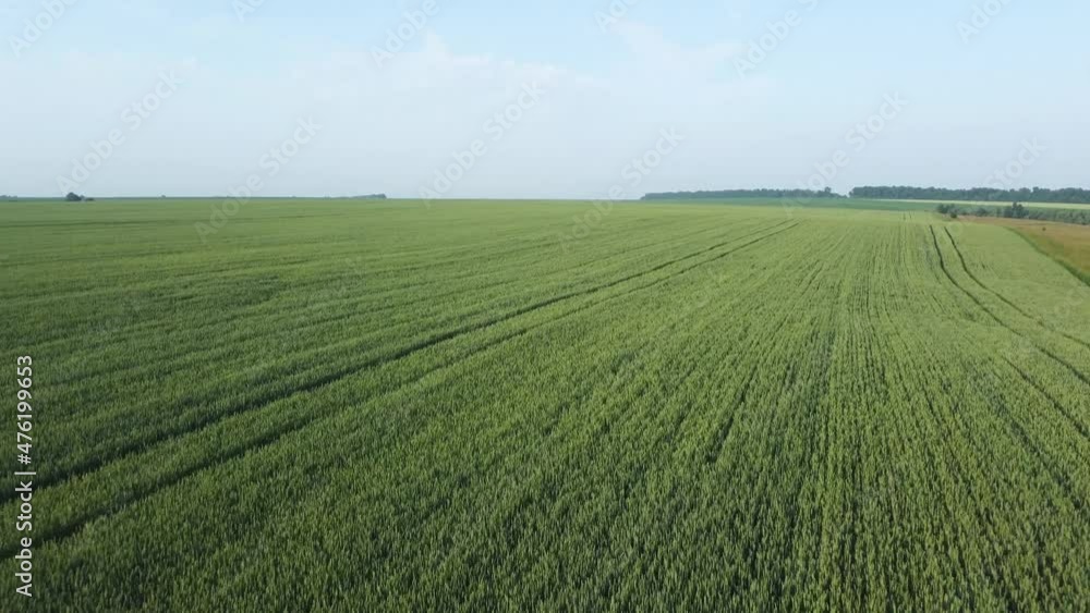 Aerial view of a field of the unripe green wheat