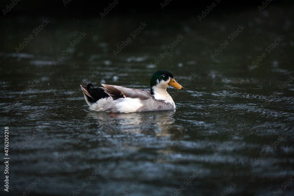 Fototapeta premium duck on the water