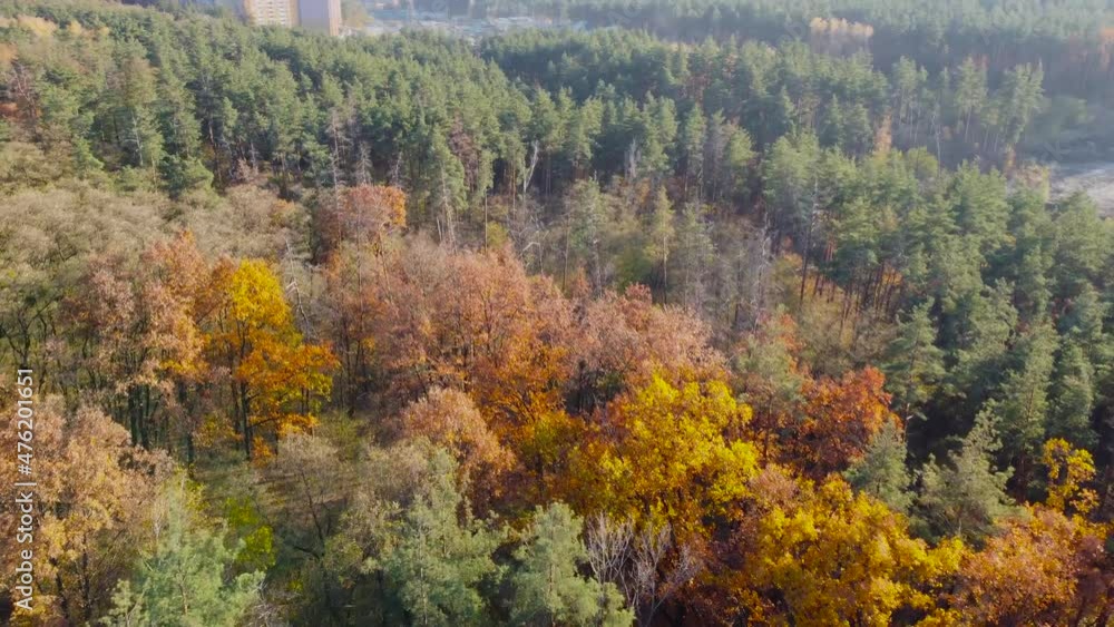 Aerial view of autumn deciduous and pine forest on outskirts Aerial view of autumn deciduous and pine forest on outskirts