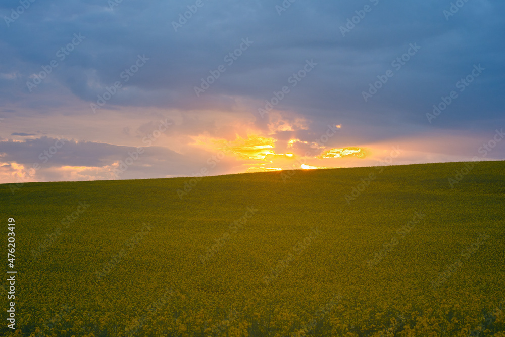 Beautiful sunset in a rapeseed field