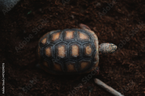 Overhead shot of baby morrocoy tortoise shell in nature on grass