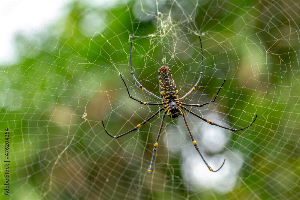 A spider is waiting for prey in its web, blurred green leaves background, nature concept A spider is waiting for prey in its web, blurred green leaves background, nature concept