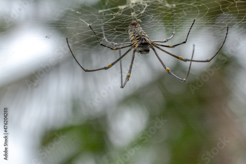 A spider is waiting for prey in its web, blurred green leaves background and bright sunlight, nature concept