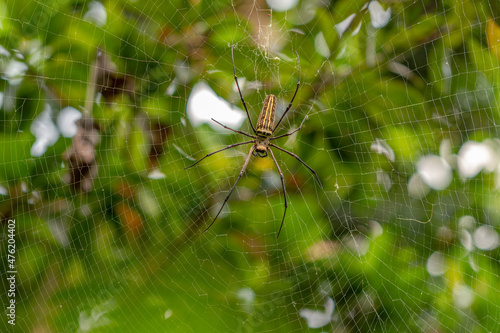 A spider is waiting for prey in its web, blurred green leaves background, nature concept