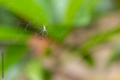 A spider is waiting for prey in its web, blurred green leaves background, nature concept