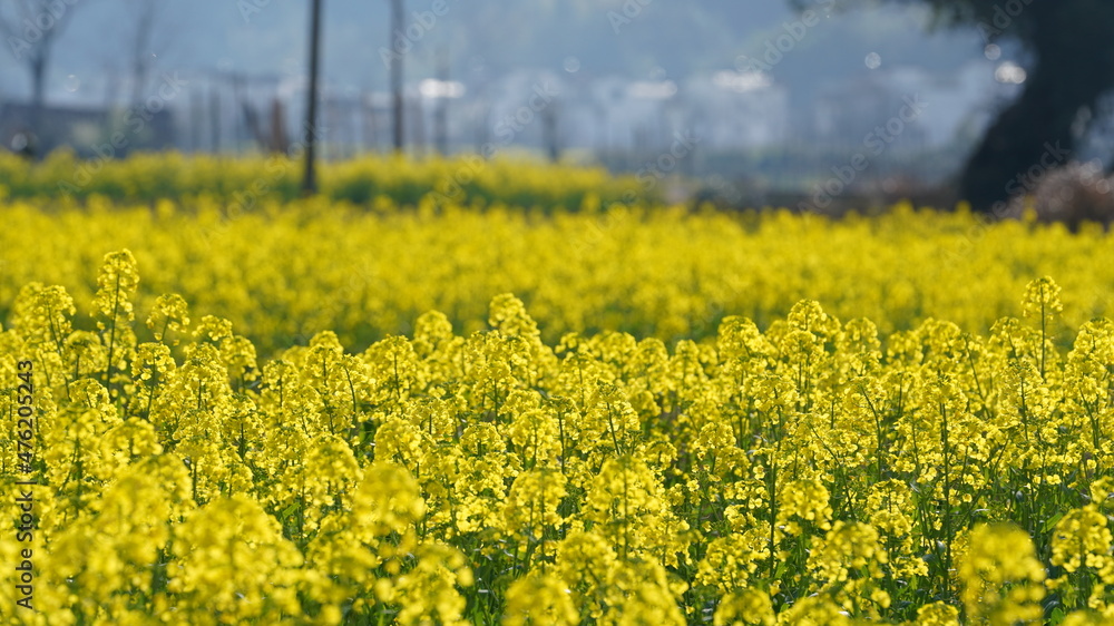 Obraz premium The beautiful countryside view with the yellow canola flowers blooming in the field in China in spring