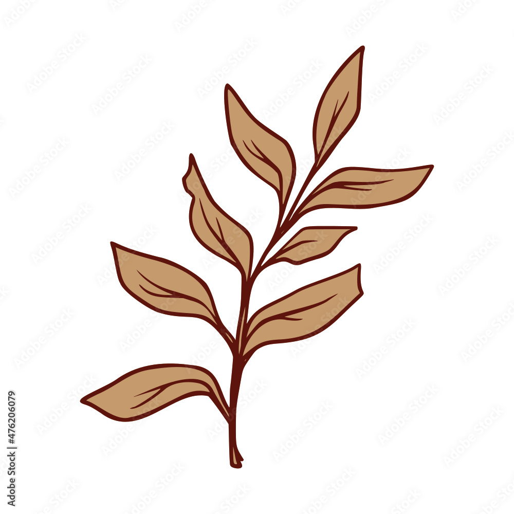 illustration of a leaf illustration of a leaf