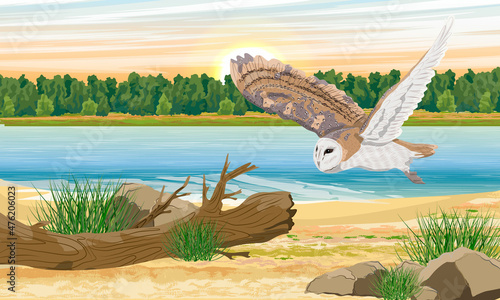 A barn owl flies over the river bank. Realistic vector landscape © AnnstasAg