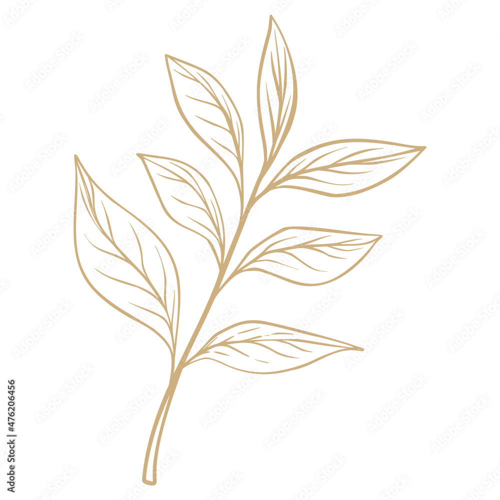 illustration of a tree Hand Drawn Leaf