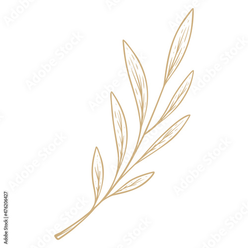 Hand Drawn Leaf plant solated on white