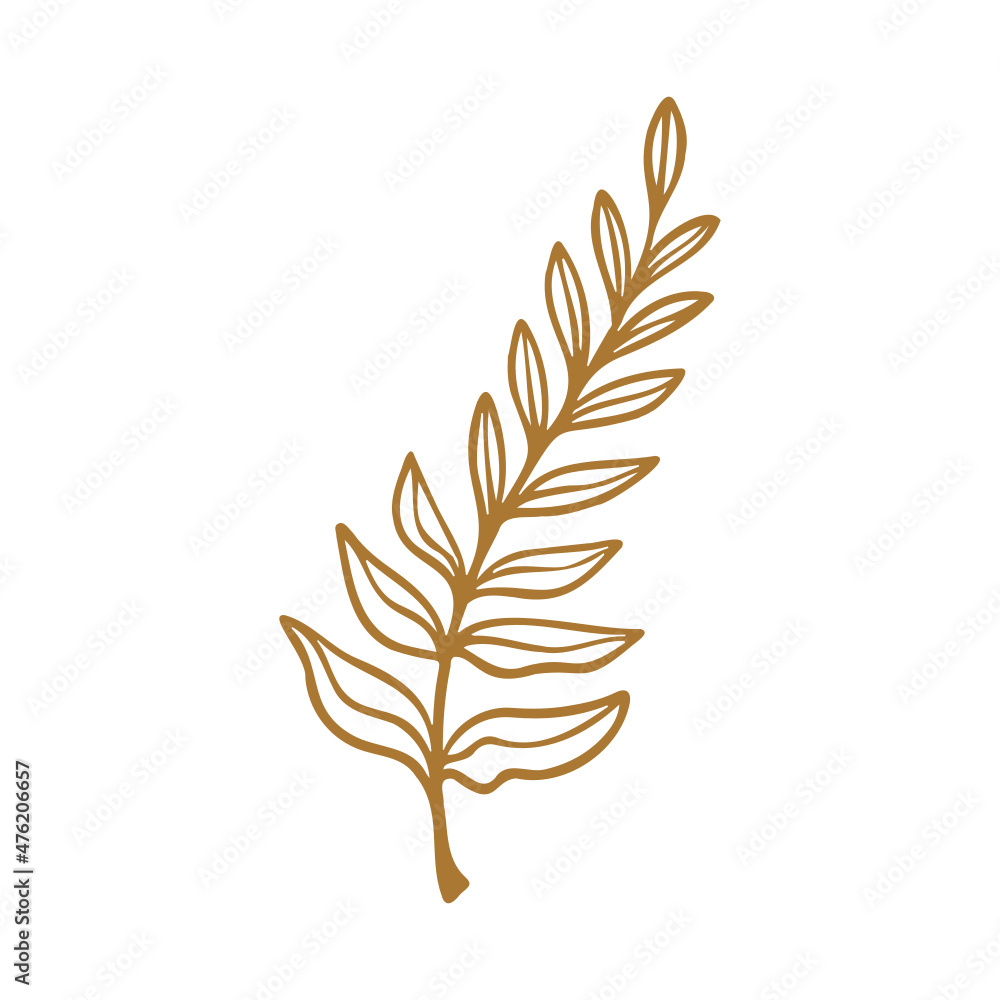 leaf isolated on white leaf isolated on white