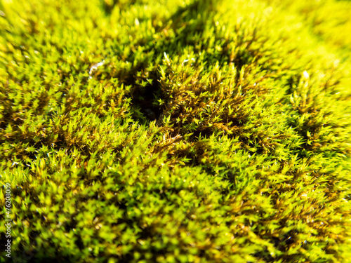 green moss background