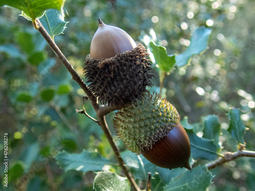 acorns on the tree