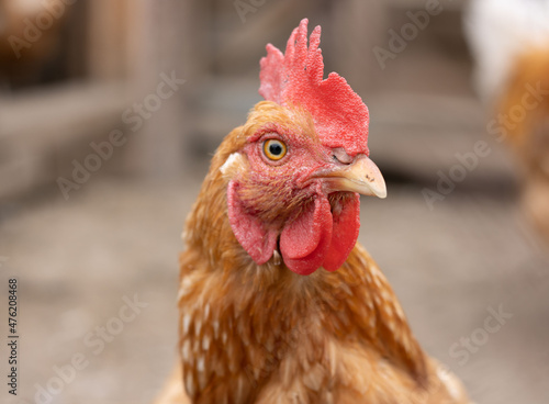 portrait of ginger chicken looking into the lens