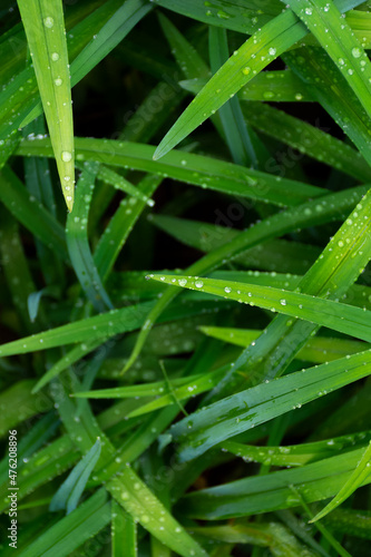 water drops on the grass. spring clean environment after the rain. fresh nature texture closeup