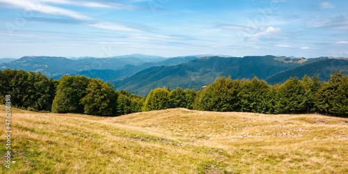 summer mountain landscape with forest on the hill. primeval beech trees on a grassy slopes of svydovets ridge. beautiful nature scenery of carpathians on a sunny day with clouds on the sky