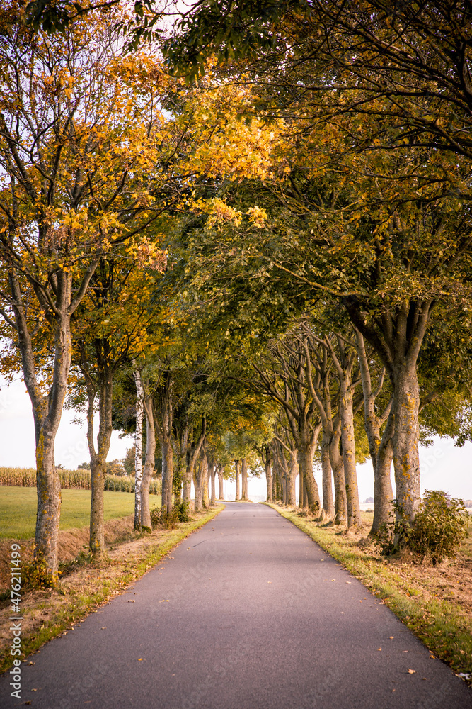 Alley of trees in autumn