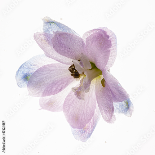 Tela delphinium flower isolated on the white background