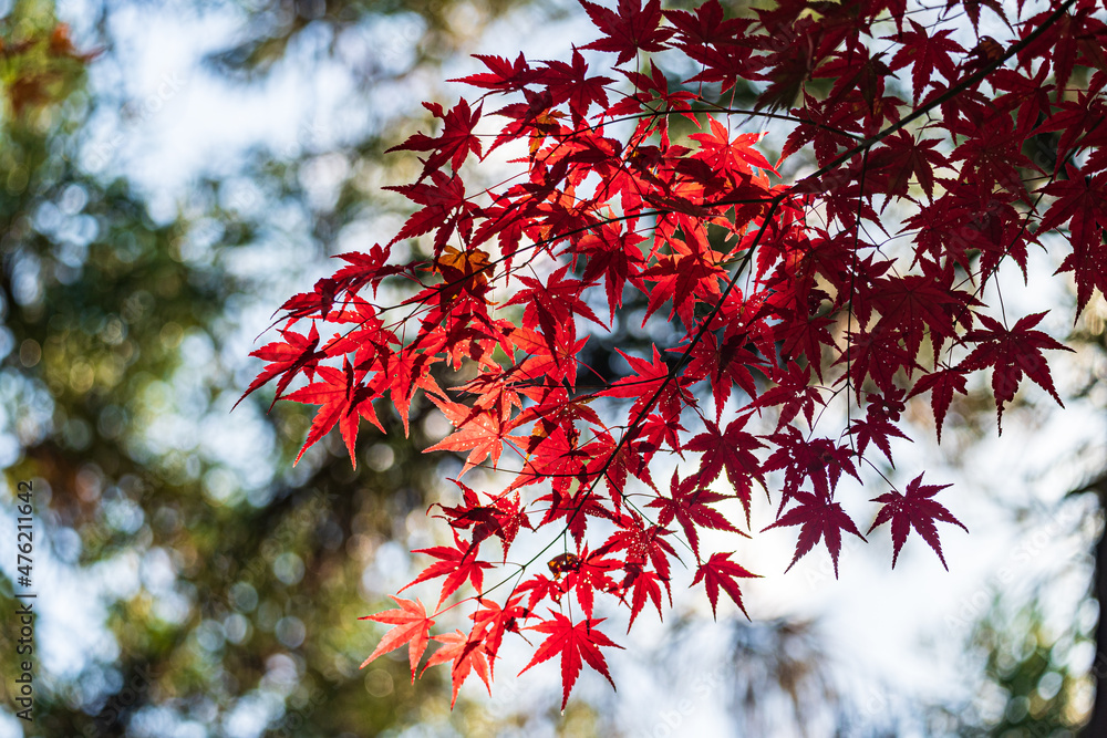 京都 - 【鍬山神社の紅葉】 京都 - 【鍬山神社の紅葉】