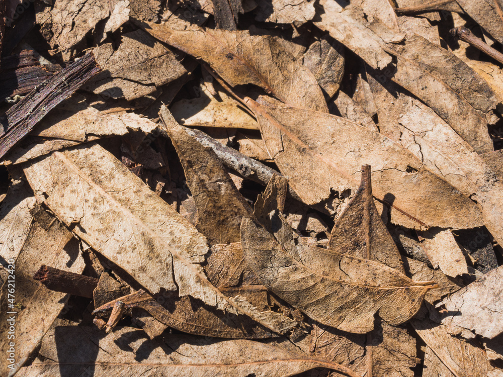 Naklejka premium Evergreen leaves on the ground. Stations concept