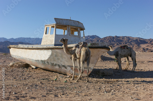 Ships of the desert. Two camels near an abandoned ship in the desert against the backdrop of mountains. Egypt. Sinai. Assala district.
