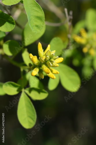 Dalmatian laburnum