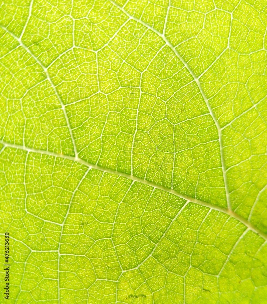 Green leaf. image Green leaf. image