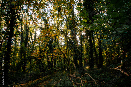 autumn in the woods