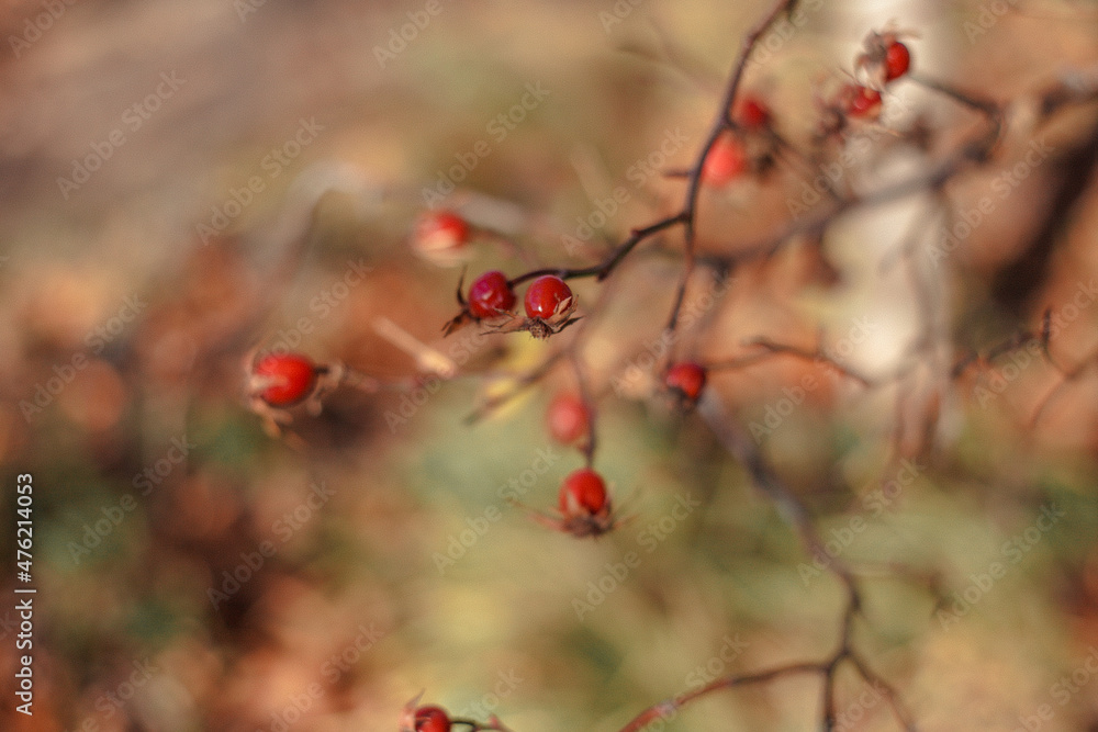 background image with tree branches background image with tree branches
