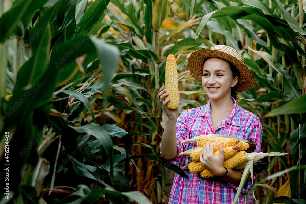 Obraz premium Farmer looking at the germination of young corn in the field. Analyzes this year's yield