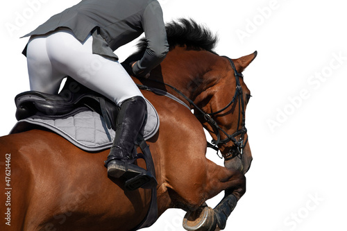 A rider on horseback jumping on white background. Sportsman on bay horse isolated on white background. © Alexia Khruscheva