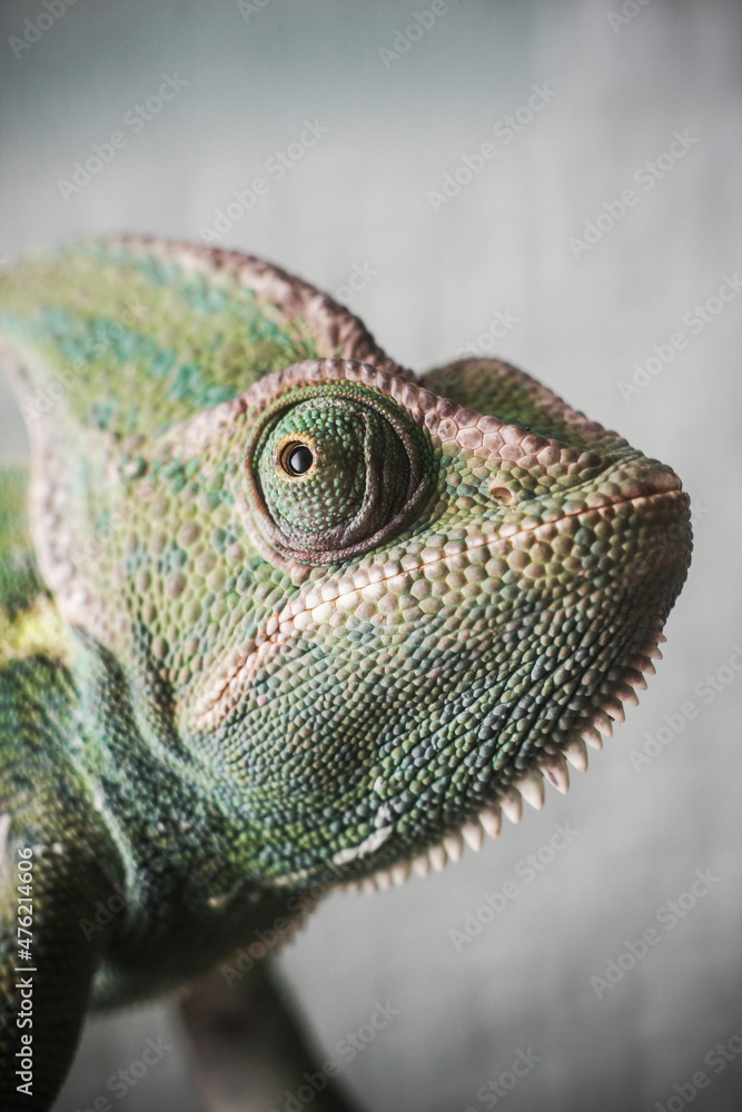 Obraz premium Chameleon head background. Lizard closeup portrait. Wildlife animal isolated.