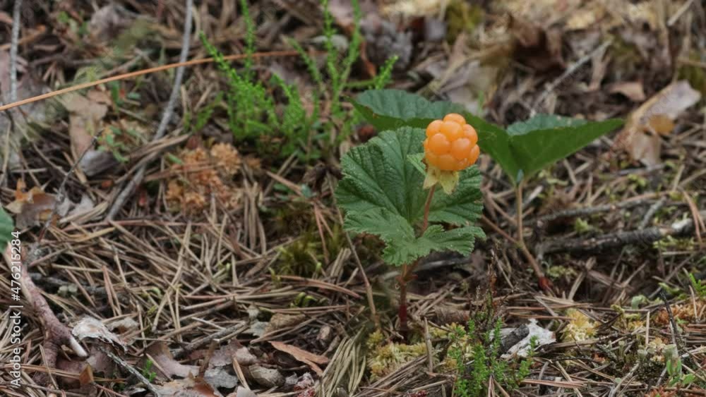 Close-up of delicious ripe Cloudberries, Rubus chamaemorus in Estonian bog forest in Soomaa National Park. Close-up of delicious ripe Cloudberries, Rubus chamaemorus in Estonian bog forest in Soomaa National Park.