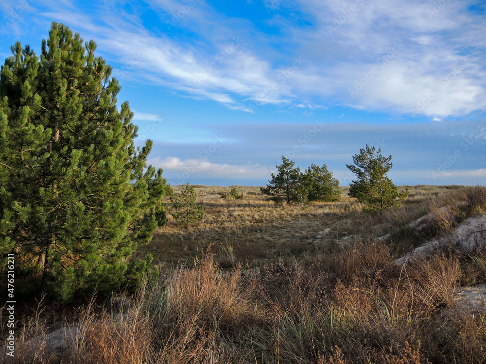 landscape with trees landscape with trees