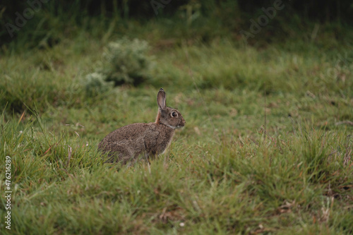 wildlife photography of wild rabbit © Tomas