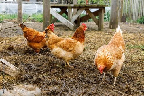 Fotografie Free range chicken on organic animal farm freely grazing in yard on ranch background