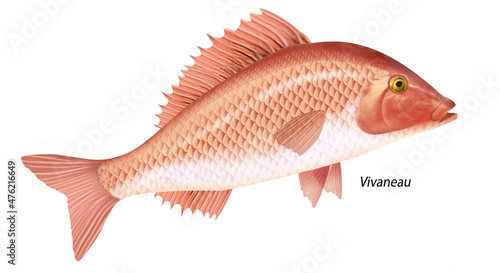 poisson vivaneau , isolé, aliment, animal, blanc, pêche, frais, brut, sain, ailette, eau douce, nature, attraper, fleuve, blatte, fruits de mer, argent, queue, viande, écaille, fond blanc, mangeant 