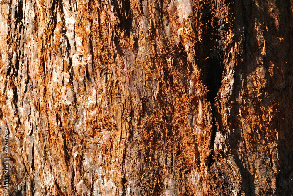 Close Up of Textured Grey Bark on Old Tree Trunk Close Up of Textured Grey Bark on Old Tree Trunk