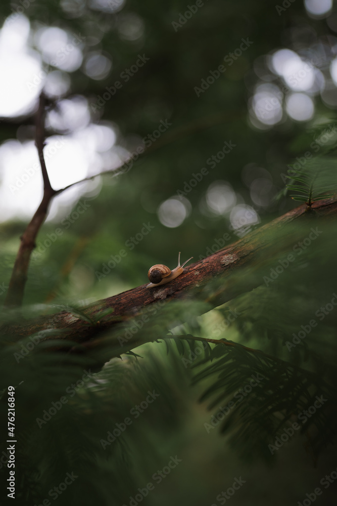 photograph of a snail on a branch