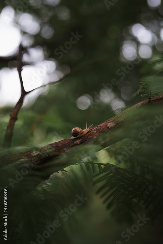 photograph of a snail on a branch © Tomas
