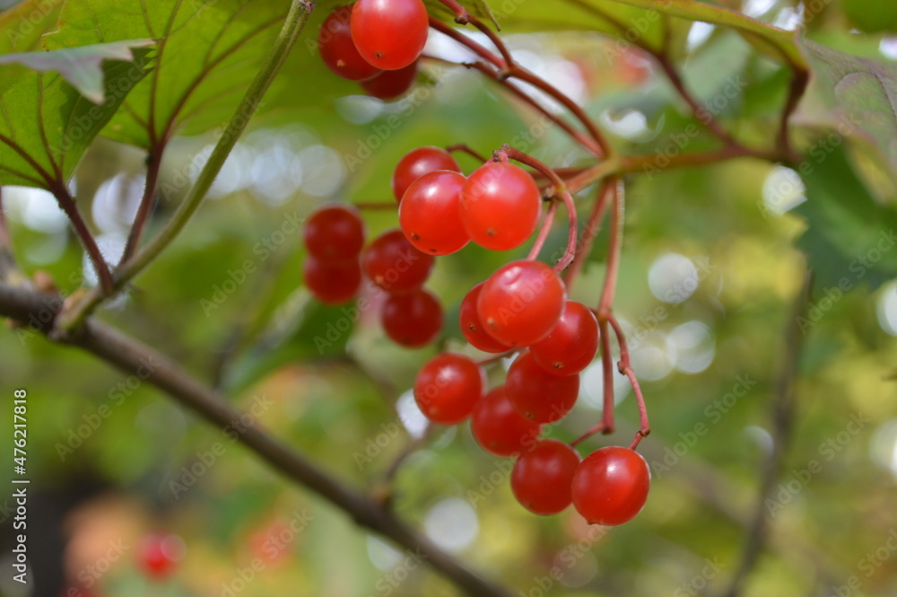 Close-up of red viburnum Close-up of red viburnum