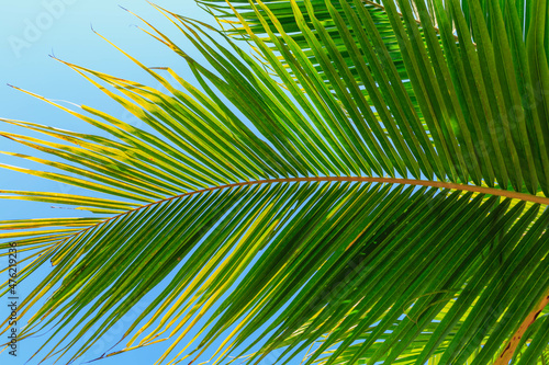 blue sky and leaves of coconut palm tree Summer vacation concept.
