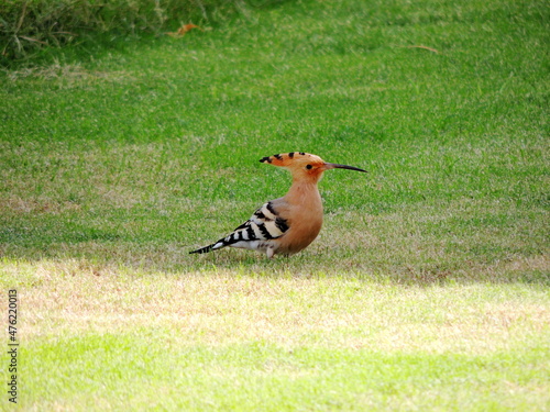 A beautiful hoopoe bird on the green grass in the city of Sharm el Sheikh, Egypt. Macro.